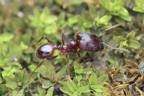 马林氏大头蚁Pheidole malinsii