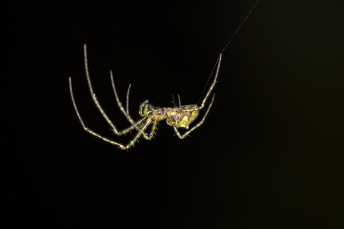 Tetragnatha trituberculata