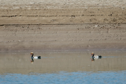 Red-crested Pochard