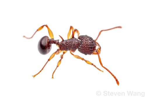 Acanthomyrmex