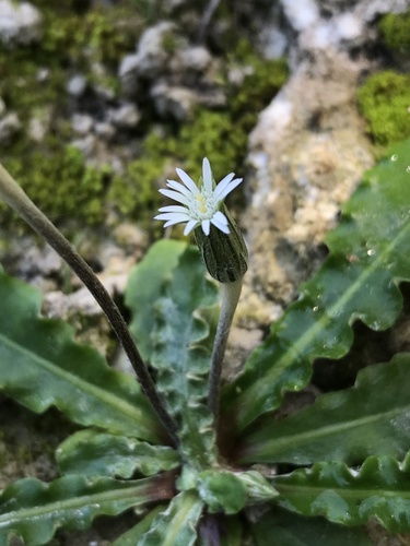 Chaptalia albicans
