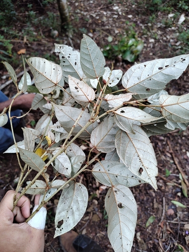 Croton hemiargyreus