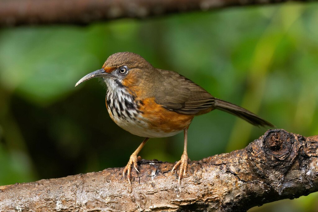 Black-streaked Scimitar-Babbler (Erythrogenys gravivox) photo