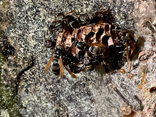 Ropalidia merina