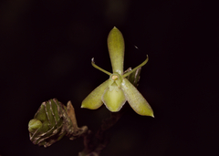 Epidendrum adnatum image