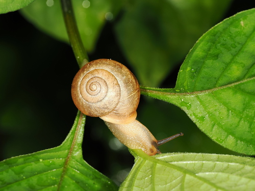 Asian Tramp Snail