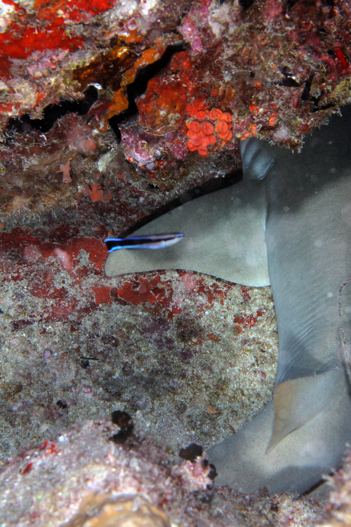 Tawny nurse shark
