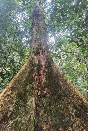 Heritiera utilis