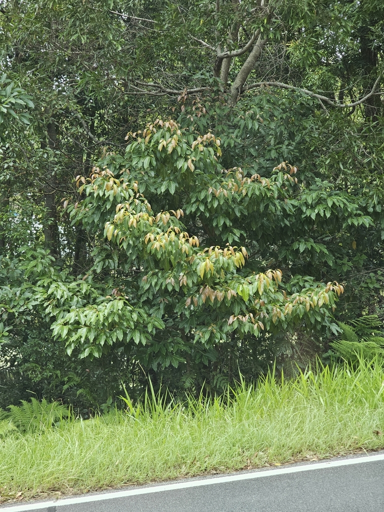 Endiandra globosa from Tallebudgera QLD 4228, Australia on February 15 ...