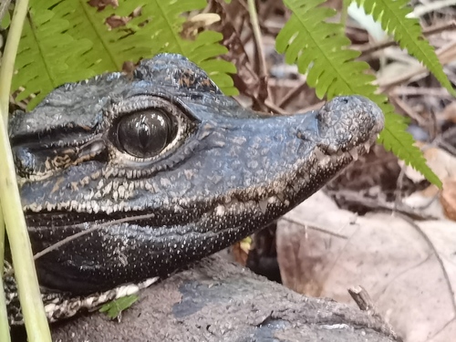 Dwarf Crocodile