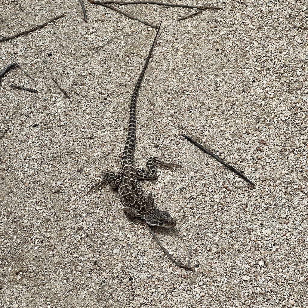 Cope's Leopard Lizard in May 2023 by Richard Chadwick · iNaturalist