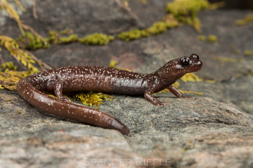 Siskiyou Mountains Salamander