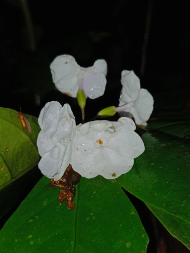 Brunfelsia chiricaspi
