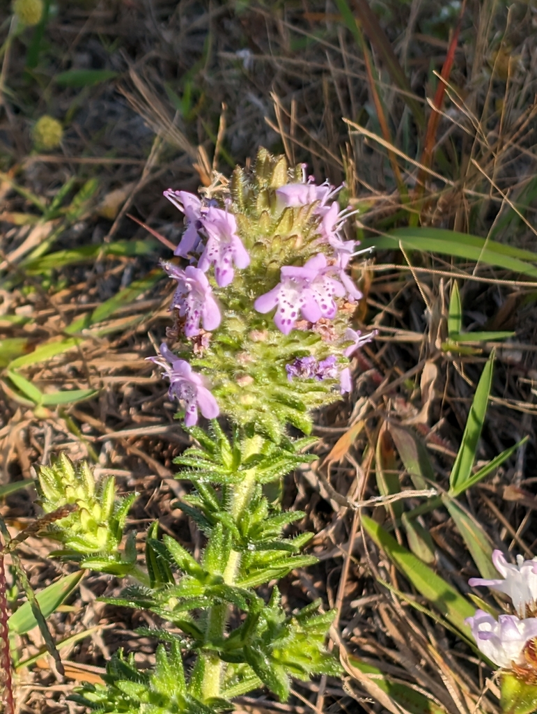 Florida pennyroyal from Cape Coral, FL 33991, USA on February 15, 2024