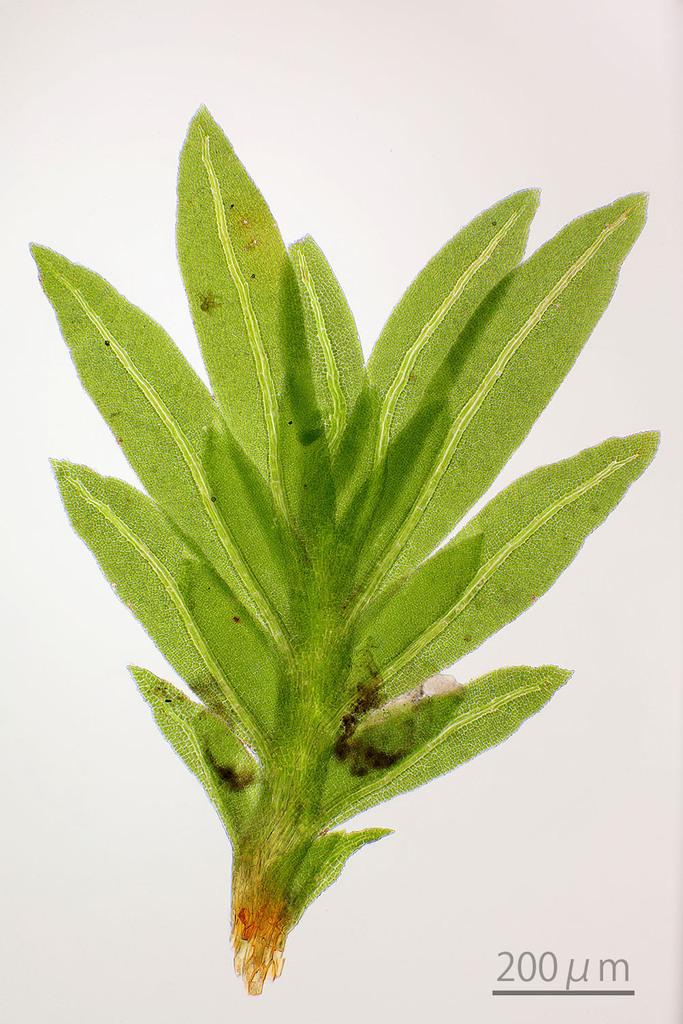 Fissidens pallidinervis (Fissidens pallidinervis)