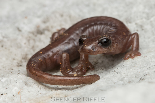 Samwel Shasta Salamander