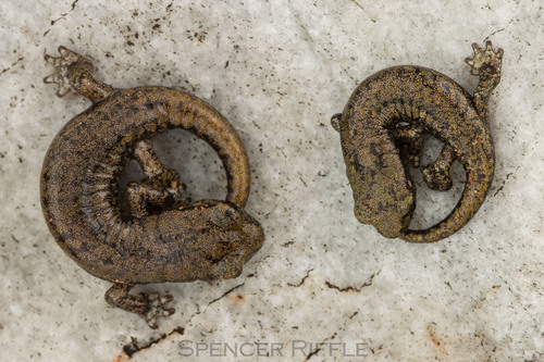 Samwel Shasta Salamander