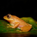 Raorchestes luteolus - Photo (c) Benjamin Tapley, all rights reserved, uploaded by Benjamin Tapley
