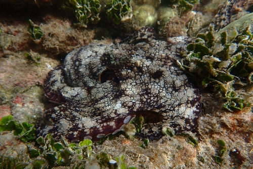 Galápagos Reef Octopus