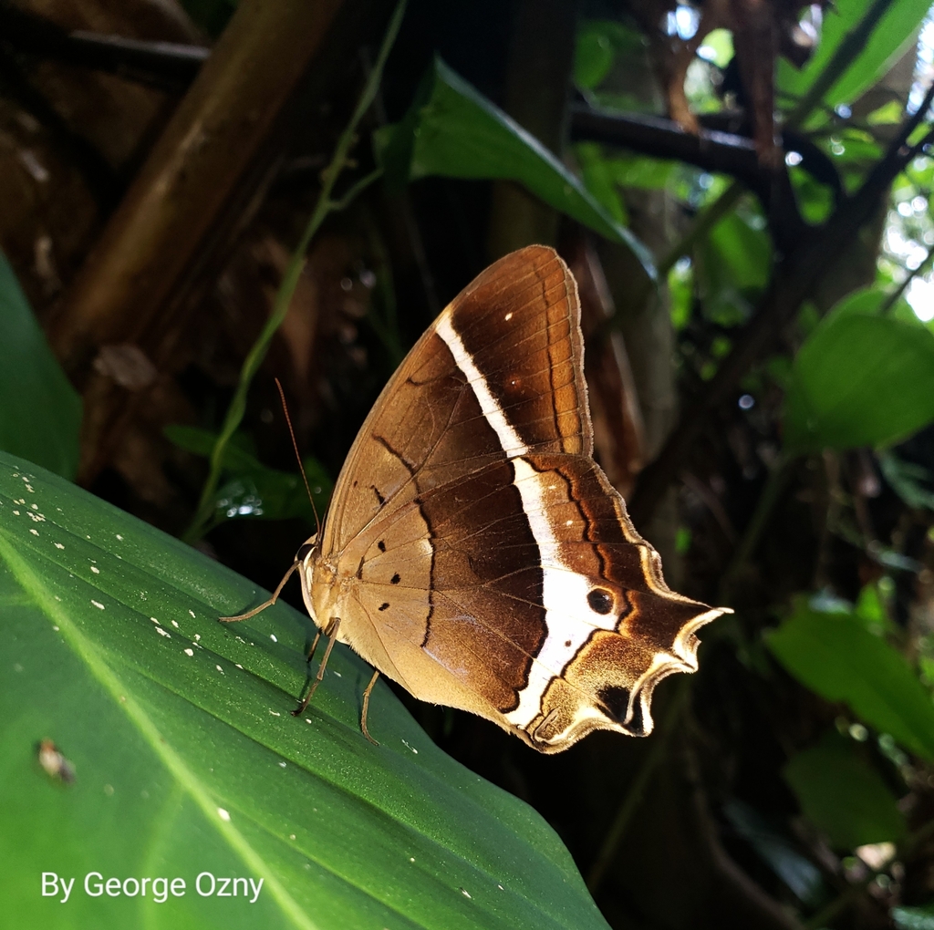 Antirrhea philaretes from P7GC+8Q4, La Ceiba, Atlántida, Honduras on ...