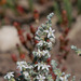Wilsonia humilis - Photo (c) kymurf, όλα τα δικαιώματα διατηρούνται, uploaded by kymurf