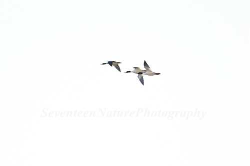 Common Merganser