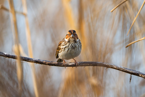 Little Bunting