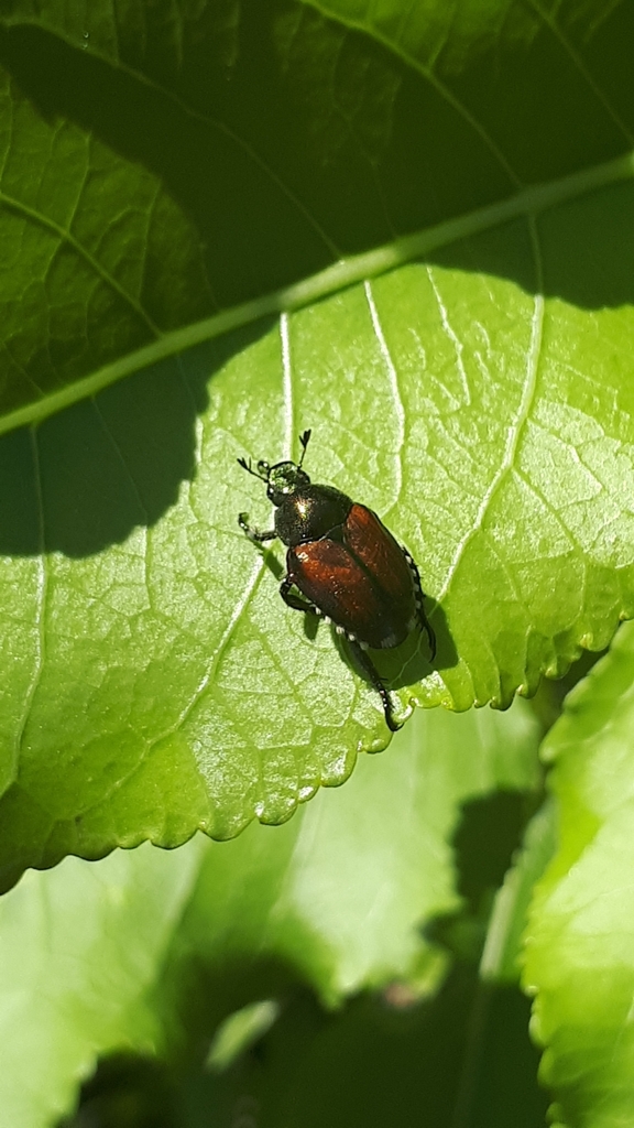 Japanese Beetle from LoDo, Denver, Colorado 80202, Verenigde Staten on ...