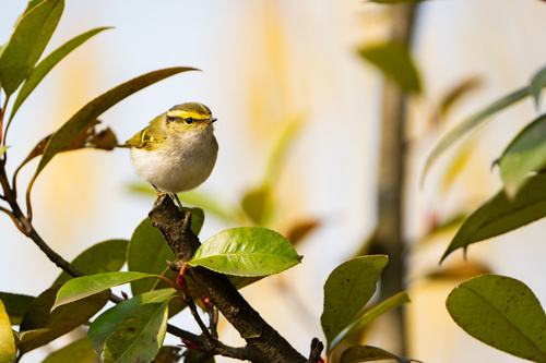 Pallas's Leaf Warbler