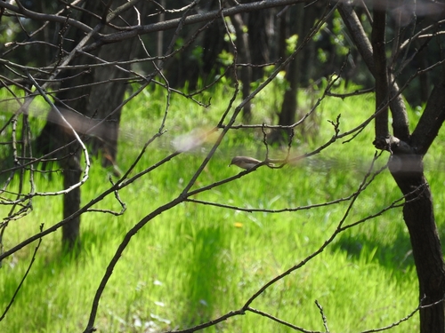 kolibiarik čipčavý (Phylloscopus collybita)