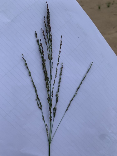 Guinea Grass