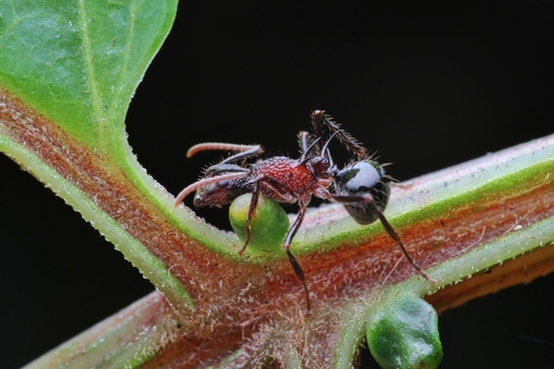 Polyrhachis rufipes