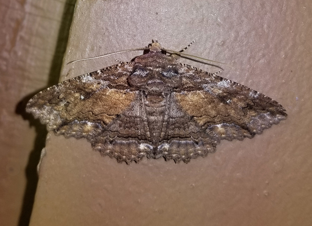 Lunate Zale Moth from Fentress County, TN, USA on February 15, 2024 at ...