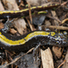 Central Long-toed Salamander - Photo (c) Henk Wallays, all rights reserved, uploaded by Henk Wallays