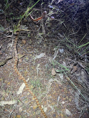 Brown Tree Snake sighting