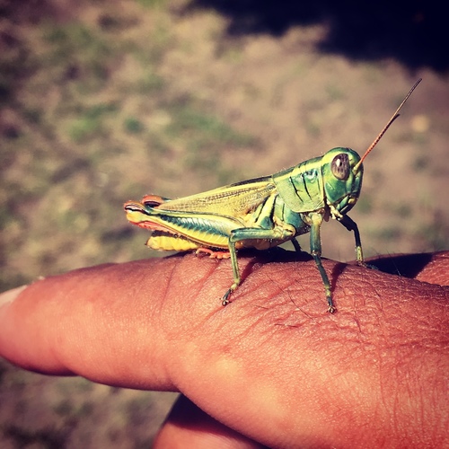 Thomas's Two-striped Grasshopper