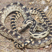 Great Basin Gopher Snake - Photo (c) Jake Scott, all rights reserved, uploaded by Jake Scott