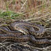 Pituophis catenifer catenifer - Photo (c) Jake Scott, kaikki oikeudet pidätetään, lähettänyt Jake Scott