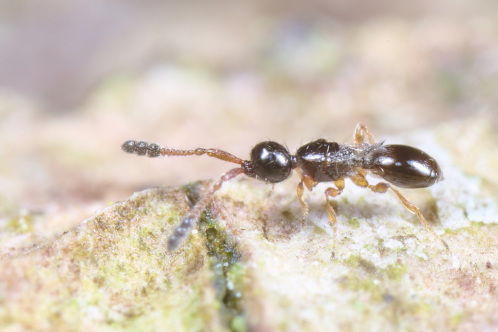 Basalys from Konstanz, Deutschland on September 9, 2023 at 0749 AM by