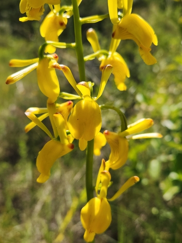 Vlei Harlequin