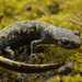 Western Long-toed Salamander - Photo (c) Henk Wallays, all rights reserved, uploaded by Henk Wallays
