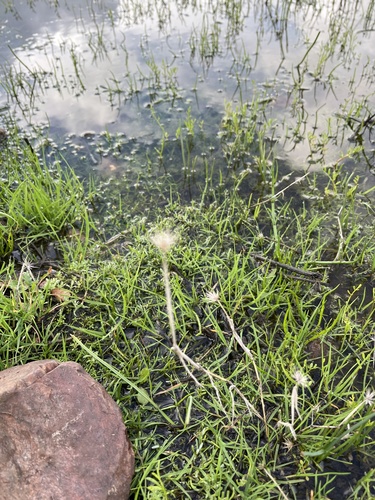 iNaturalist observation photo of Thistles and Allies
