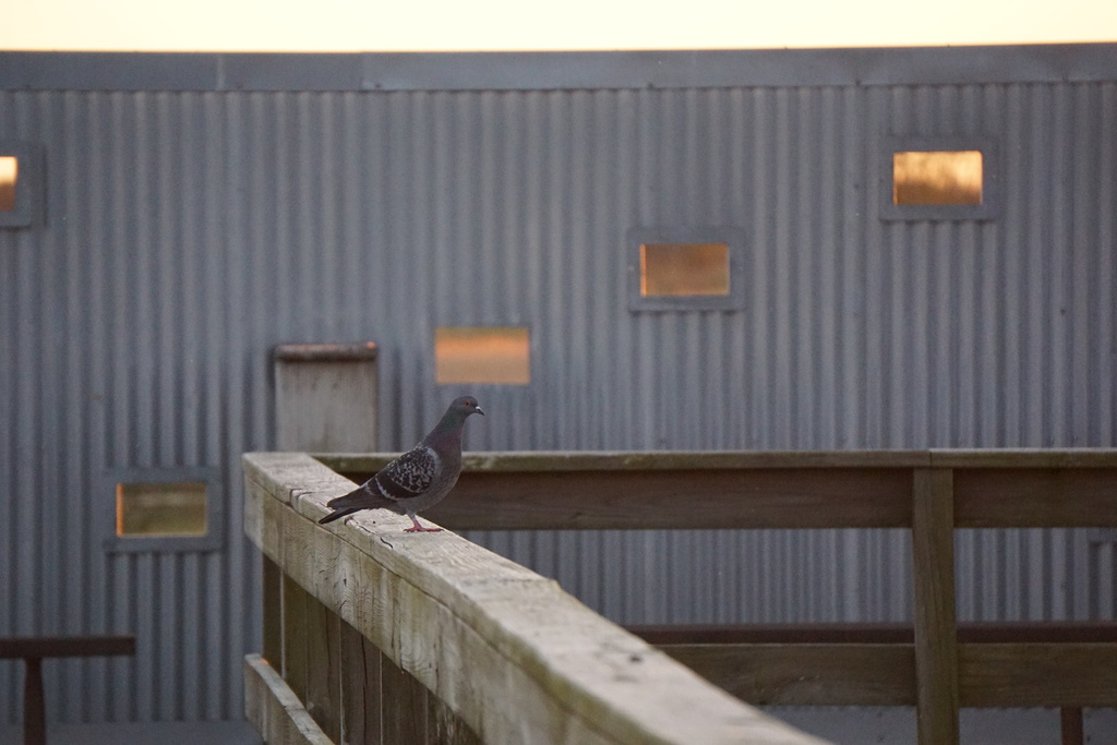 Feral Pigeon from Harris County, TX, USA on November 15, 2018 at 05:17 ...