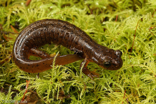 Southern Torrent Salamander