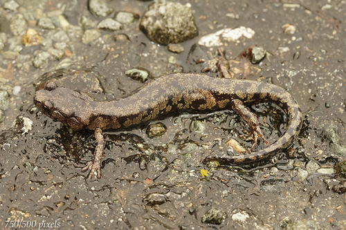 Clouded Salamander