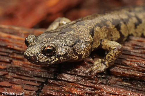 Clouded Salamander