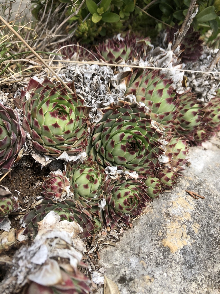 Siempreviva Europea (Sempervivum calcareum) · Natusfera