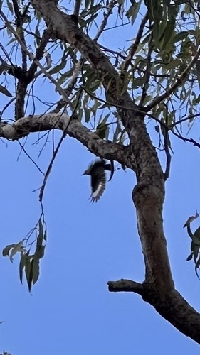Varied Sittella