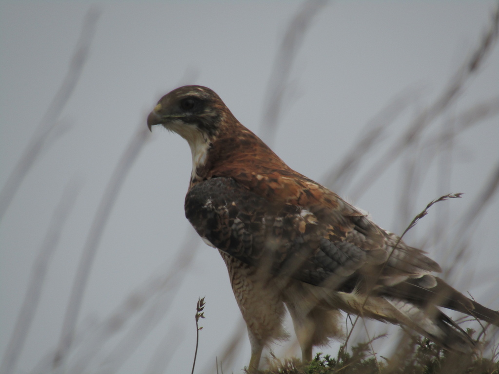 Variable Hawk from Cardenal Caro, O'Higgins, Chile on February 5, 2024 ...