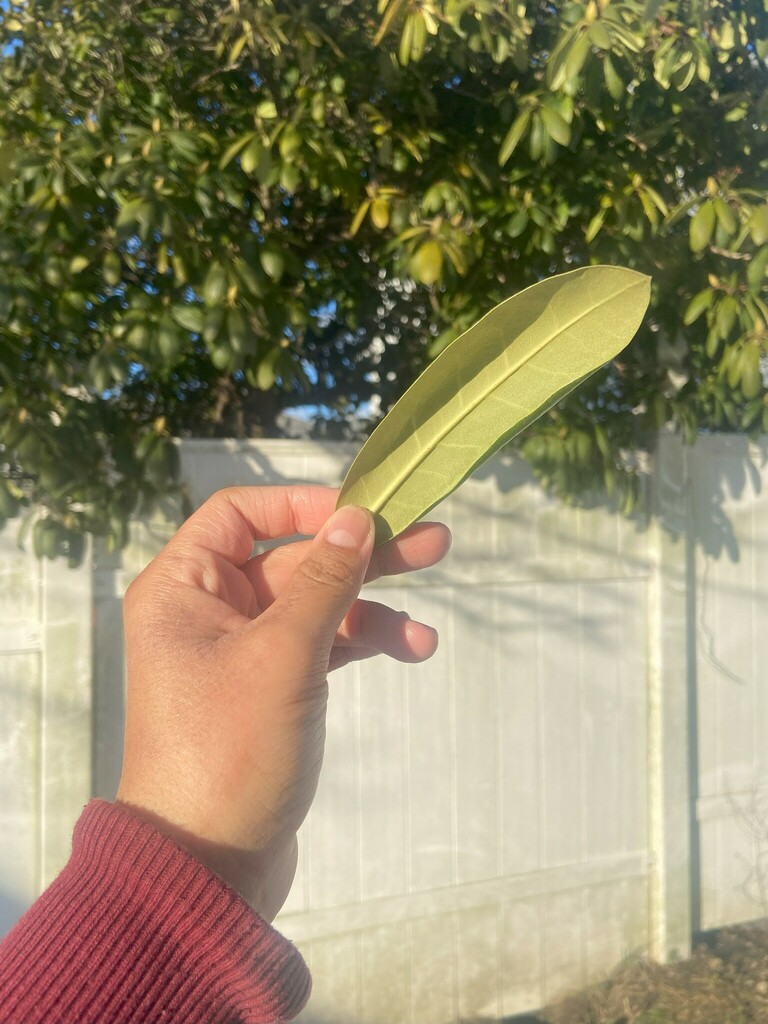great rhododendron from Silver Lake, Providence, RI, USA on February 16